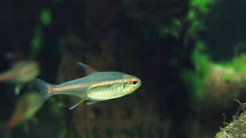 Besatz im Aquarium Becken 32811 von FischFlo (16)