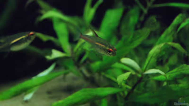 Besatz im Aquarium Becken 32811 von FischFlo (17)