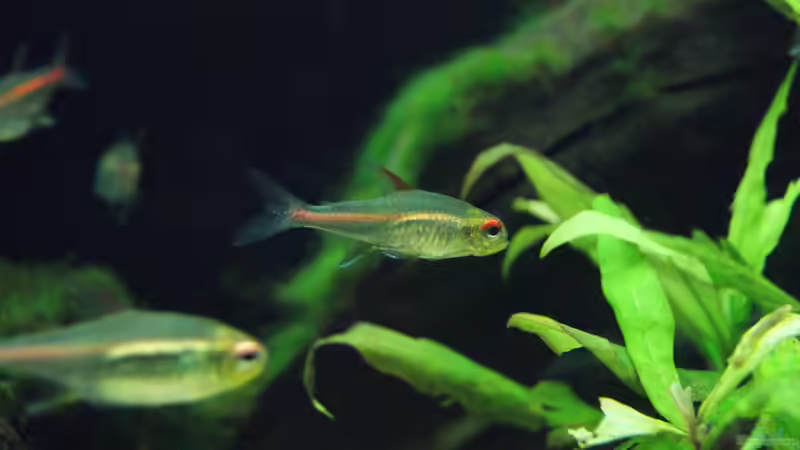 Besatz im Aquarium Becken 32811 von FischFlo (20)