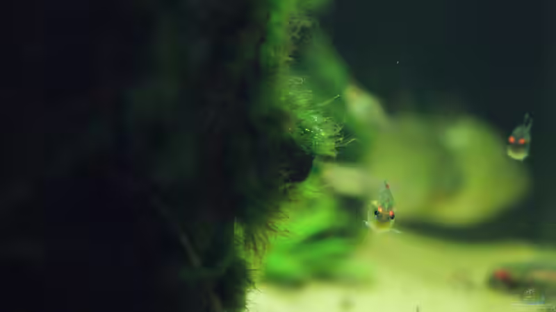 Besatz im Aquarium Becken 32811 von FischFlo (21)