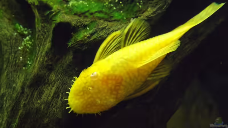 Besatz im Aquarium Becken 32811 von FischFlo (4)