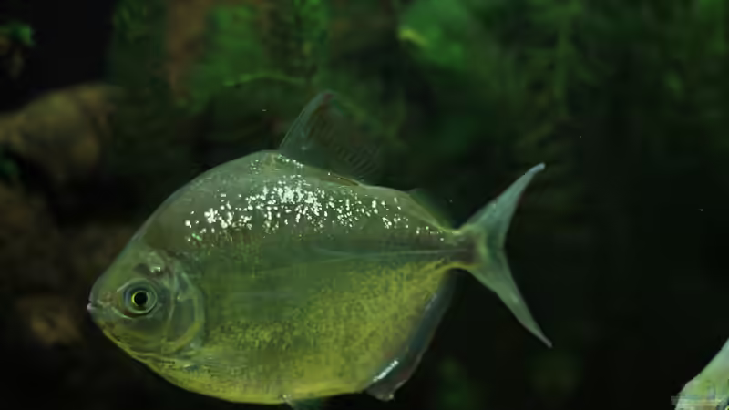 Besatz im Aquarium Becken 32811 von FischFlo (5)