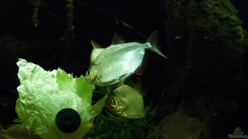 Besatz im Aquarium Becken 32811 von FischFlo (8)