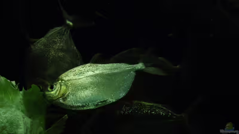 Besatz im Aquarium Becken 32811 von FischFlo (9)