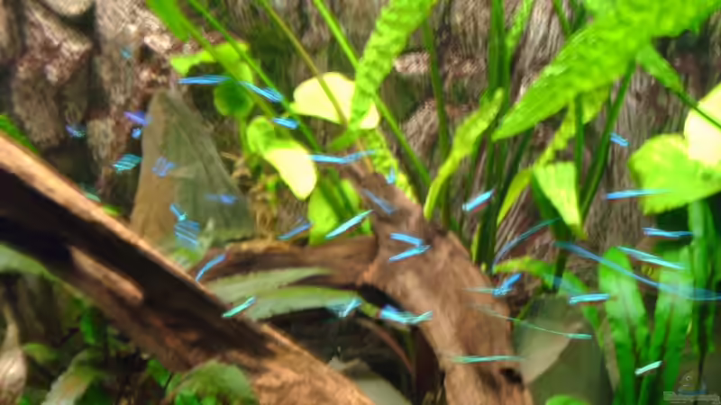 Besatz im Aquarium Becken 3283 von Pierre Weihmann (7)