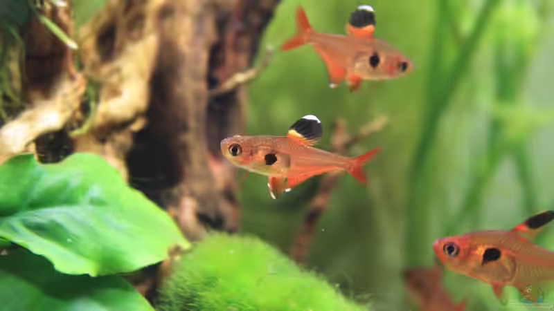 Besatz im Aquarium Becken 32869 von Pfennigkraut (16)