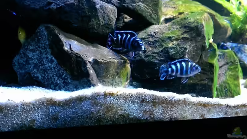 Besatz im Aquarium Becken 32905 von Christoph Moser (3)