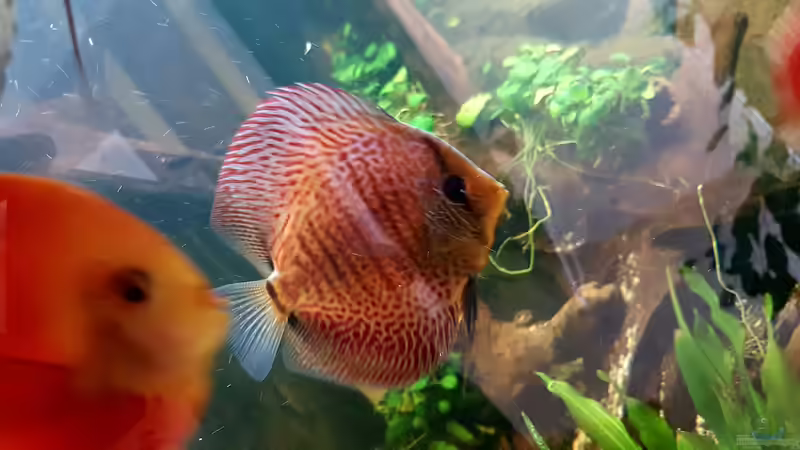 Besatz im Aquarium Becken 32994 von Robert Kolovrat (5)