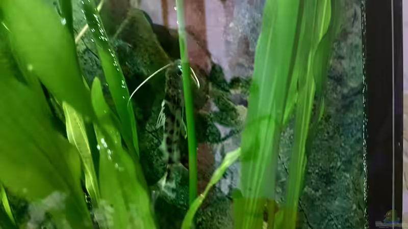 Besatz im Aquarium Becken 32994 von Robert Kolovrat (6)