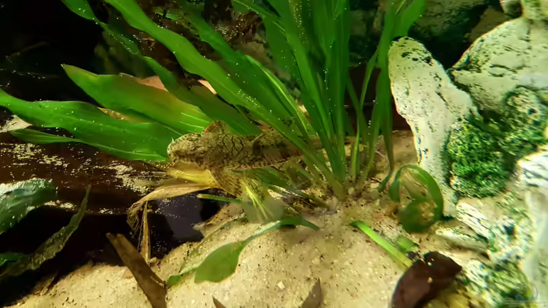 Besatz im Aquarium Becken 32994 von Robert Kolovrat (7)