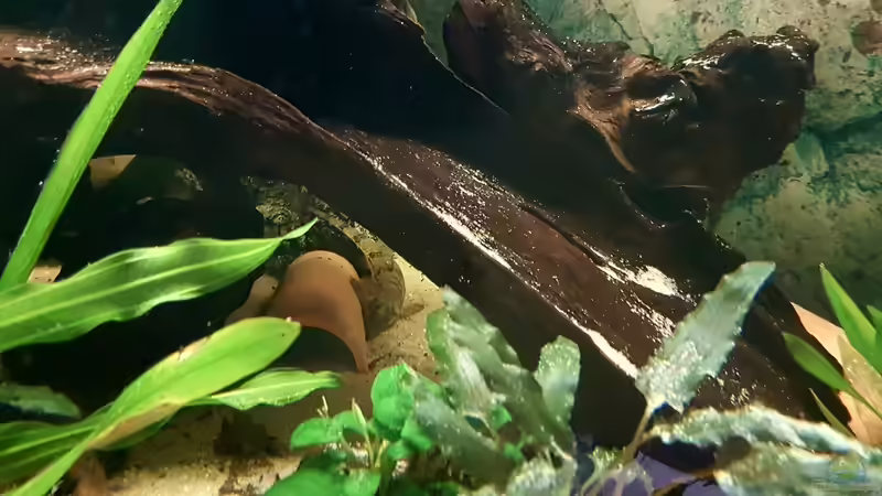 Besatz im Aquarium Becken 32994 von Robert Kolovrat (8)