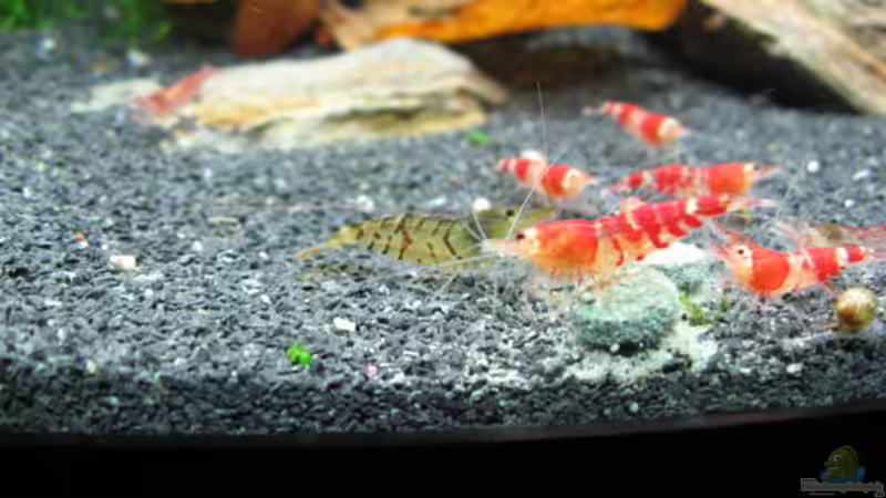 Besatz im Aquarium Becken 3303 von Tom Zimmermann (10)