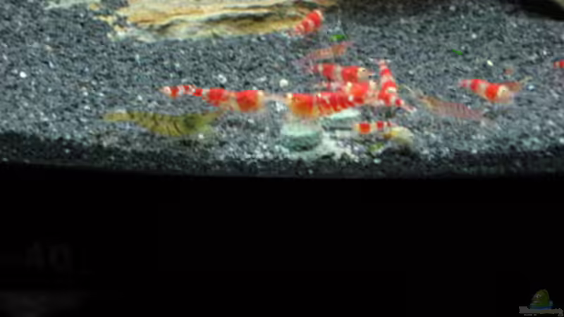 Besatz im Aquarium Becken 3303 von Tom Zimmermann (12)