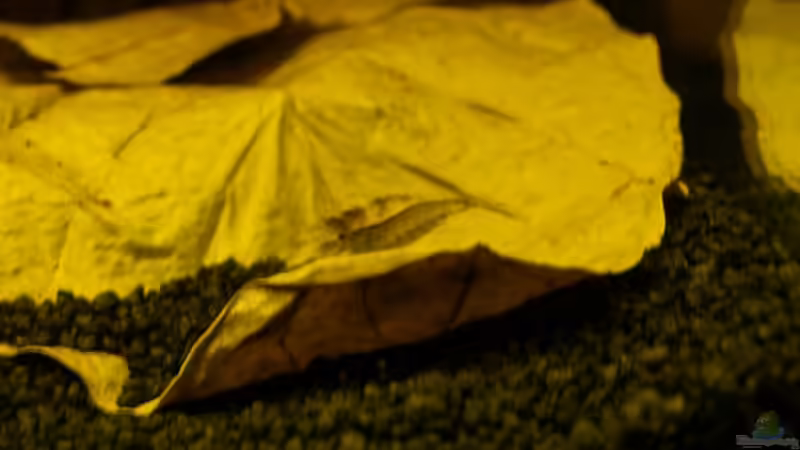 Besatz im Aquarium Becken 3304 von Fabian Kühn (12)