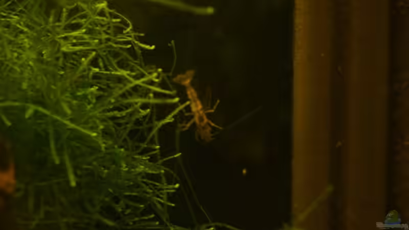 Besatz im Aquarium Becken 3304 von Fabian Kühn (9)