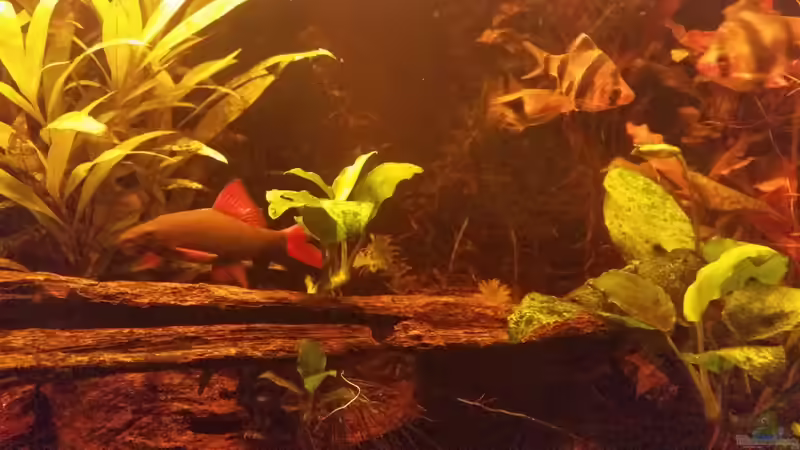 Besatz im Aquarium Becken 33056 von SvenDerGroße (11)