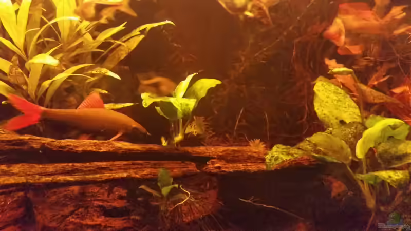 Besatz im Aquarium Becken 33056 von SvenDerGroße (12)