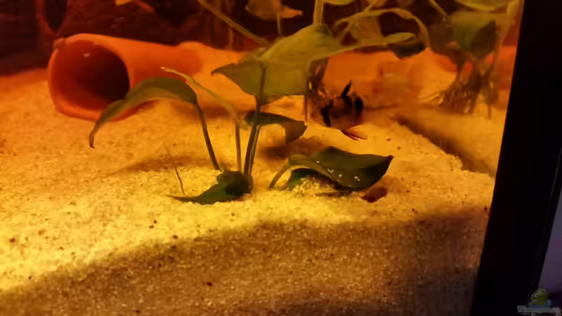 Besatz im Aquarium Becken 33061 von SvenDerGroße (33)