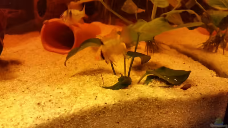 Besatz im Aquarium Becken 33061 von SvenDerGroße (34)