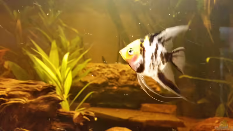 Besatz im Aquarium Becken 33061 von SvenDerGroße (35)