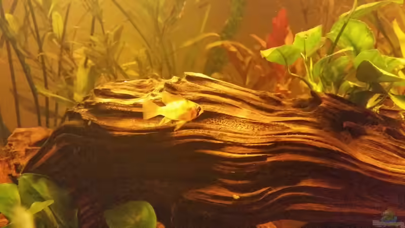 Besatz im Aquarium Becken 33061 von SvenDerGroße (38)