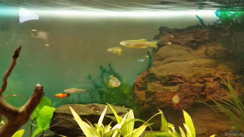 Besatz im Aquarium Becken 33063 von SvenDerGroße (12)