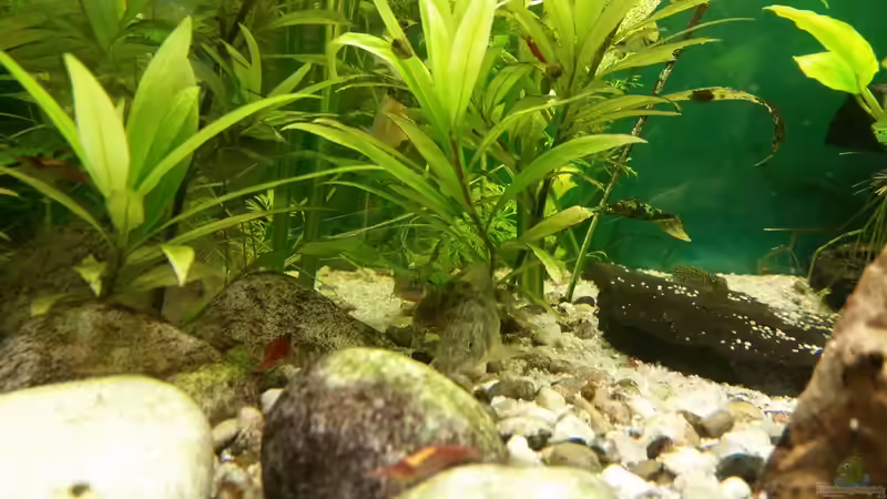 Besatz im Aquarium Becken 33063 von SvenDerGroße (13)