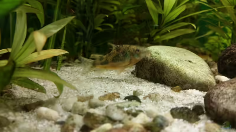 Besatz im Aquarium Becken 33063 von SvenDerGroße (14)