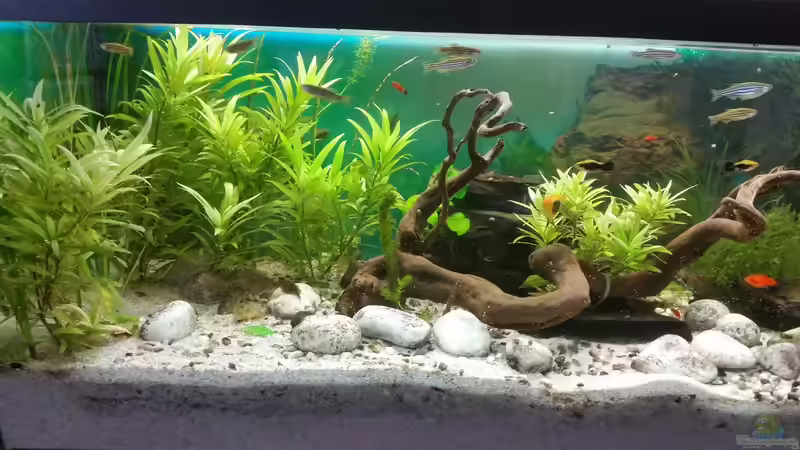 Besatz im Aquarium Becken 33063 von SvenDerGroße (21)