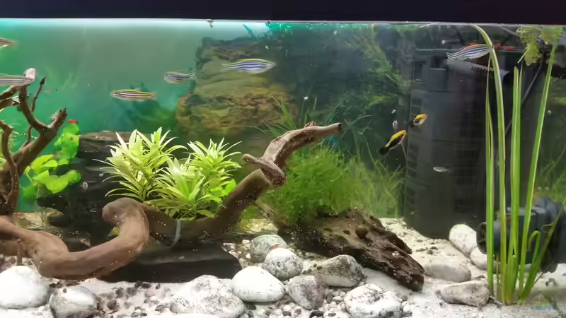 Besatz im Aquarium Becken 33063 von SvenDerGroße (22)