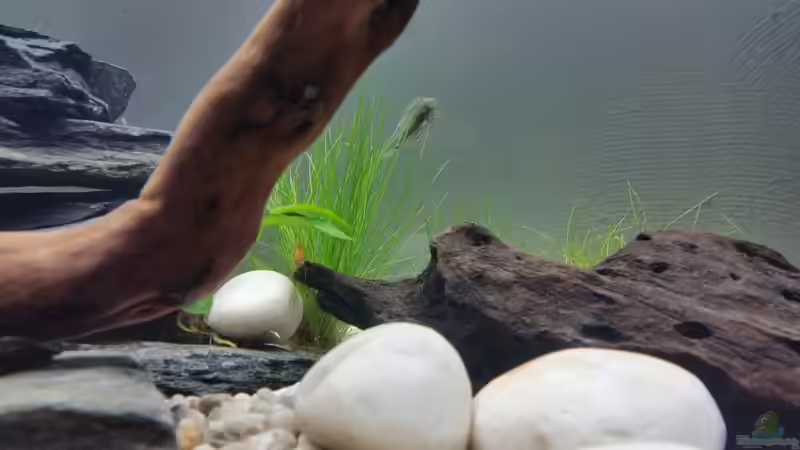 Besatz im Aquarium Becken 33063 von SvenDerGroße (7)