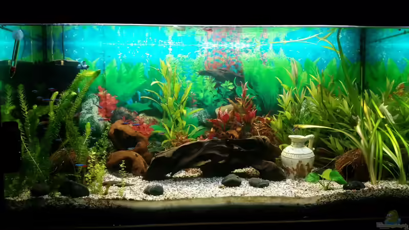 Besatz im Aquarium Becken 33066 von SvenDerGroße (20)