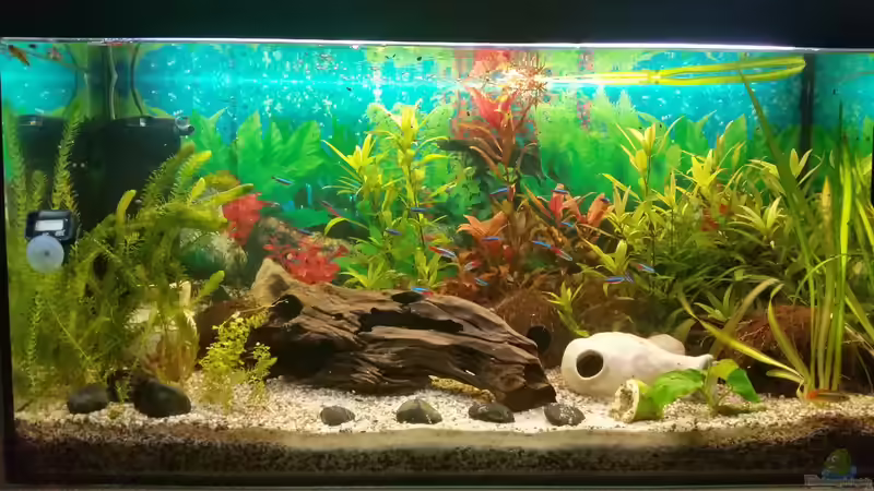 Besatz im Aquarium Becken 33066 von SvenDerGroße (22)