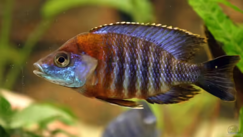 Besatz im Aquarium Becken 331 von David Ebener (4)