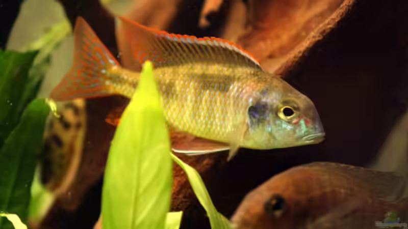 Besatz im Aquarium Becken 331 von David Ebener (5)