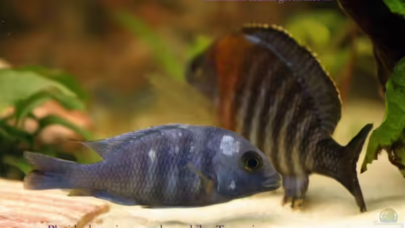 Besatz im Aquarium Becken 331 von David Ebener (6)