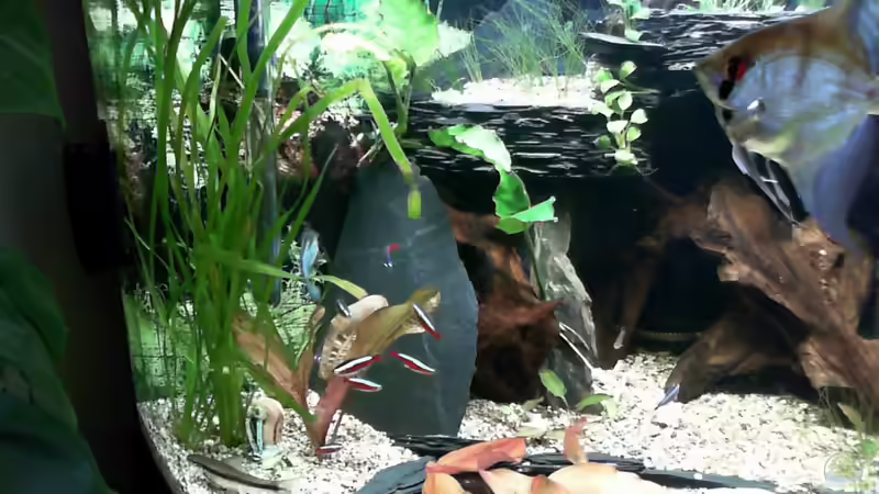 Besatz im Aquarium Becken 33140 Geselschaftsbecken von Dieter Pr (10)