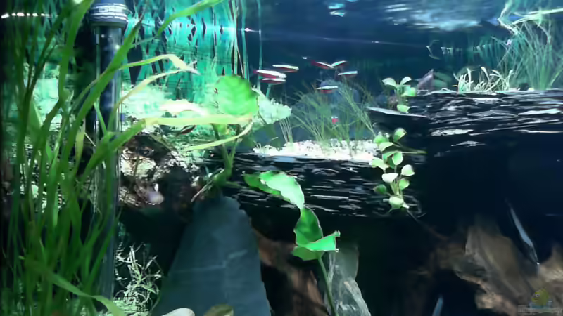 Besatz im Aquarium Becken 33140 Geselschaftsbecken von Dieter Pr (11)