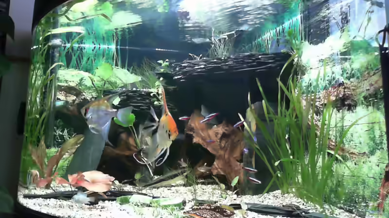 Besatz im Aquarium Becken 33140 Geselschaftsbecken von Dieter Pr (9)