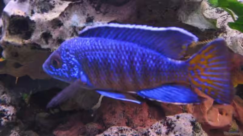 Besatz im Aquarium Becken 332 von Frank Schmitt (4)