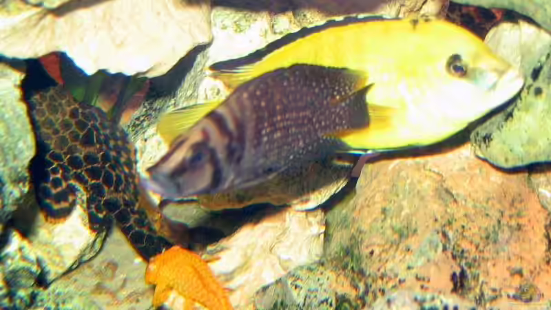 Besatz im Aquarium Becken 332 von Frank Schmitt (8)