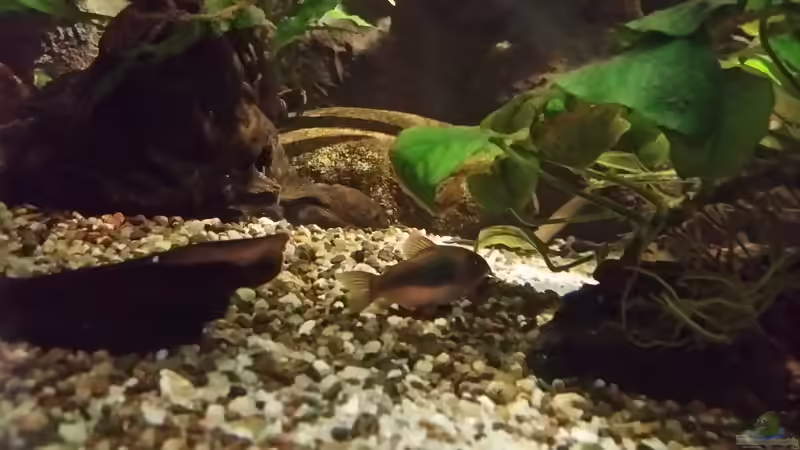 Besatz im Aquarium Becken 33203 von Micha Zoschke (12)