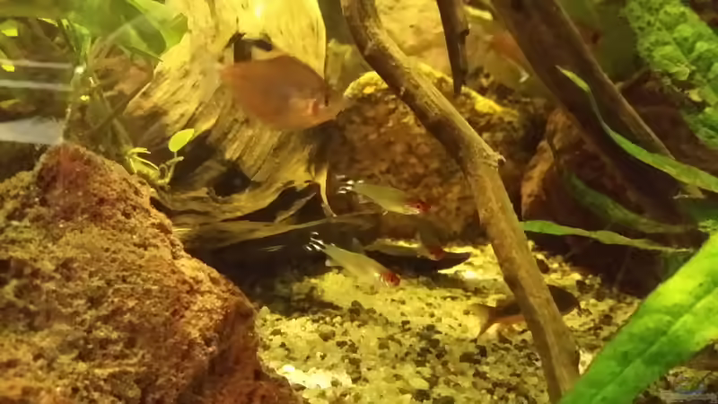 Besatz im Aquarium Becken 33203 von Micha Zoschke (13)