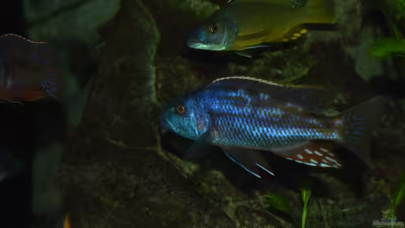 Besatz im Aquarium Becken 33264 von Matze0815 (30)