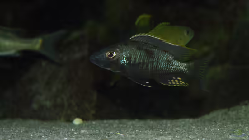 Besatz im Aquarium Becken 33264 von Matze0815 (31)