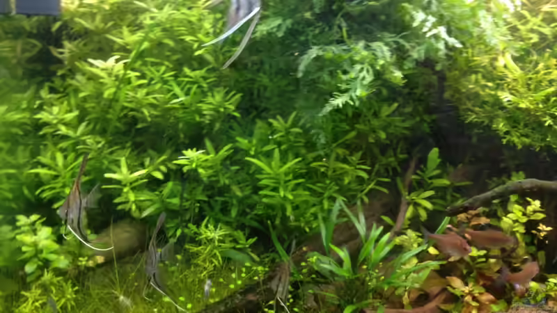 Besatz im Aquarium Becken 33273 (aufgelöst) von Dominik Wexenberger (18)