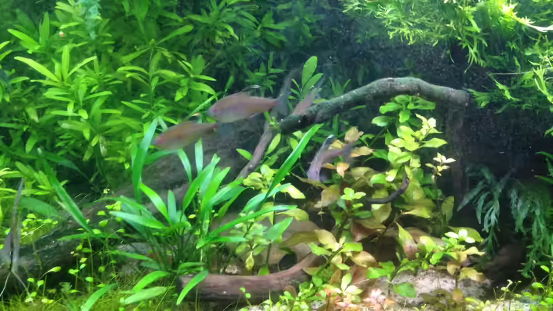 Besatz im Aquarium Becken 33273 (aufgelöst) von Dominik Wexenberger (19)