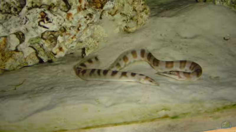 Besatz im Aquarium Becken 333 von Hans-Michael Deetz (10)