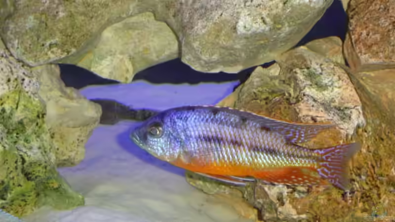 Besatz im Aquarium Becken 333 von Hans-Michael Deetz (12)