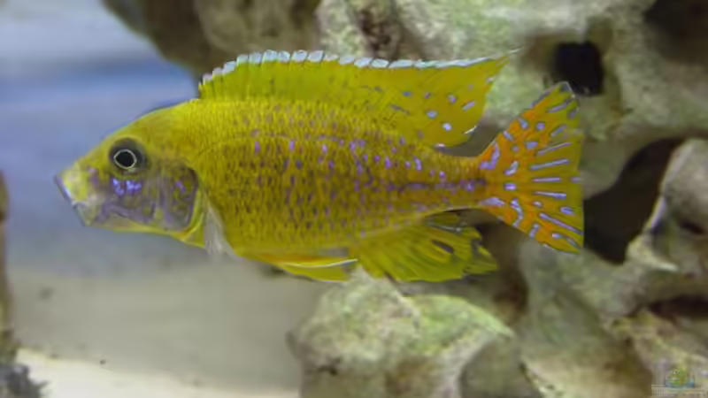 Besatz im Aquarium Becken 333 von Hans-Michael Deetz (9)